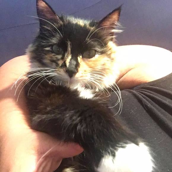 Meet your Posher, Tory - Picture 1 of 1